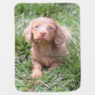 dachshund baby swaddle