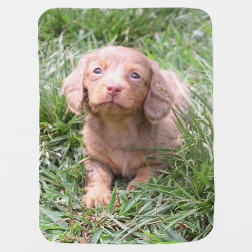 Eridox Liberty isabella dachshund puppy Swaddle Blanket