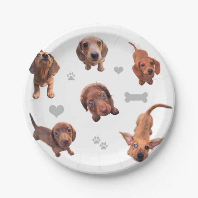 Eridox red chocolate dachshund dapple puppies paper plates (Front)