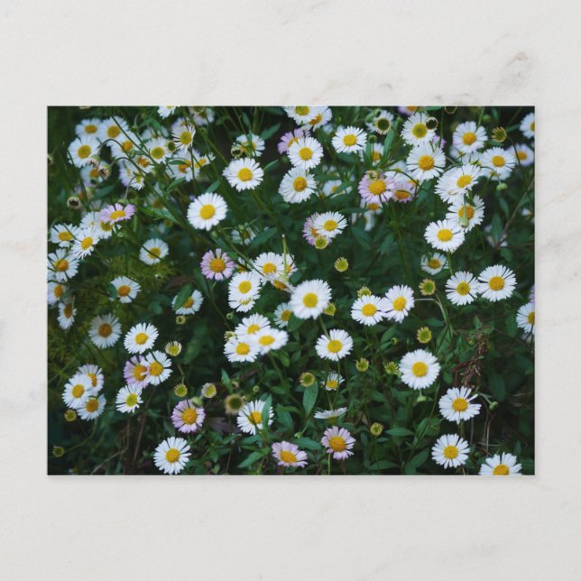 Erigeron Daisies Postcard (Front)