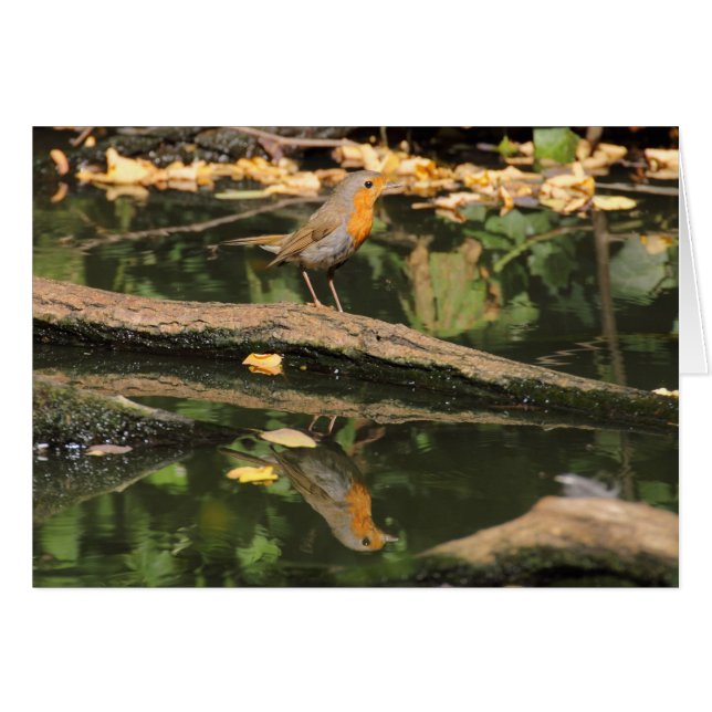 Erithacus rubecula cards (Front Horizontal)