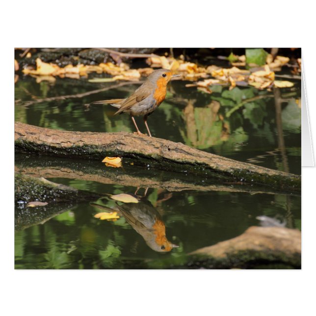 Erithacus rubecula cards (Front Horizontal)