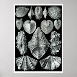 Ernst Haeckel: Acephala, Quality Fine Art Poster at Zazzle