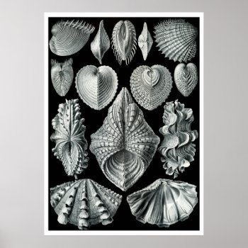 Ernst Haeckel: Acephala  Quality Fine Art Poster by zebracove at Zazzle
