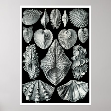 Ernst Haeckel: Acephala, Quality Fine Art Poster
