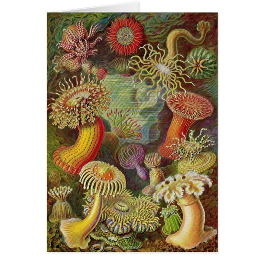 Ernst Haeckel - Actiniae Anemones Cards (Front)