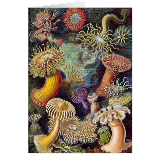 Ernst Haeckel - Actiniae Card