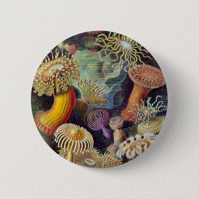 Ernst Haeckel - Actiniae Pinback Button (Front)