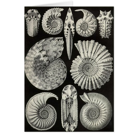 Ernst Haeckel - Ammonitida Cards (Front)