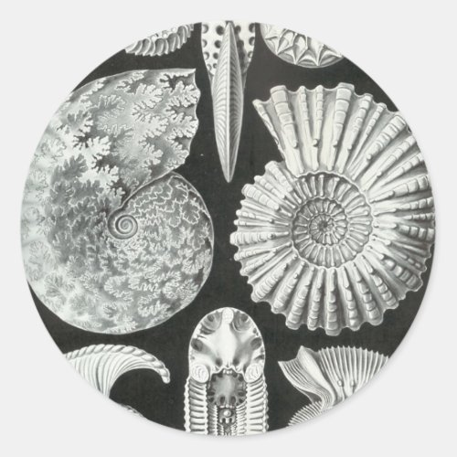 Ernst Haeckel _ Ammonitida Classic Round Sticker