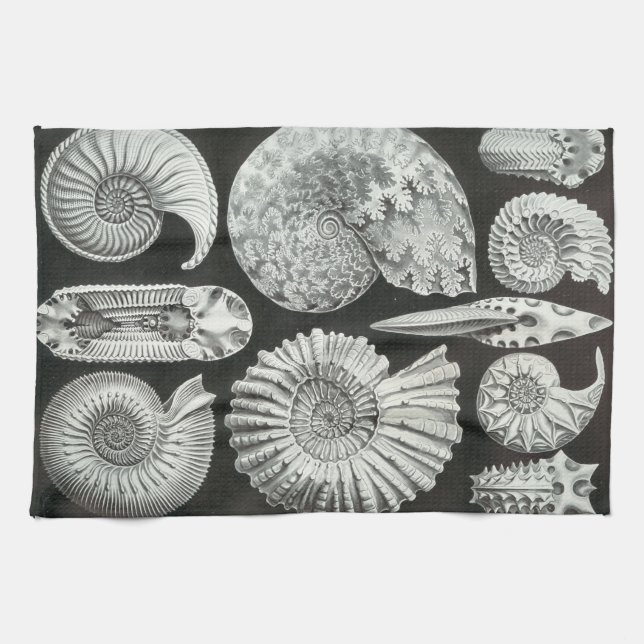 Ernst Haeckel Ammonitida fossils Towel (Horizontal)