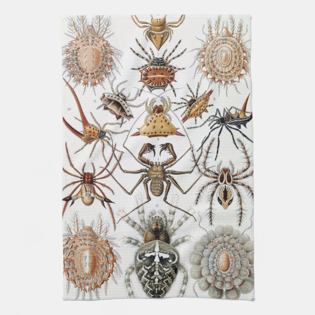 Ernst Haeckel Arachnida Spiders Poster Case-Mate i Kitchen Towel (Vertical)