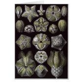 Ernst Haeckel Art Card: Blastoidea (Front)
