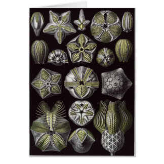 Ernst Haeckel Art Card: Blastoidea Cards
