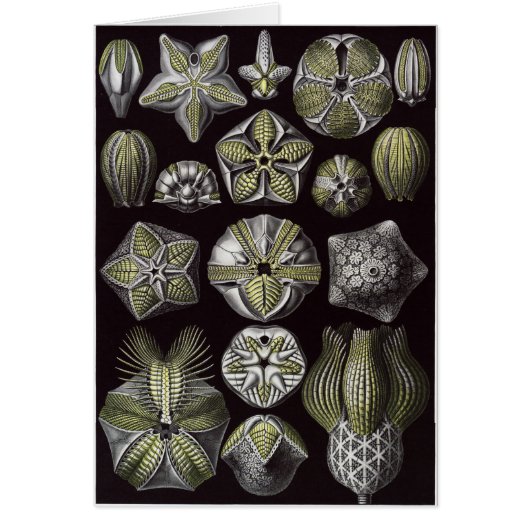 Ernst Haeckel Art Card: Blastoidea Cards (Front)