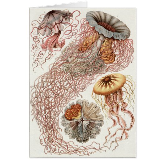 Ernst Haeckel Art Card: Discomedusae Cards (Front)