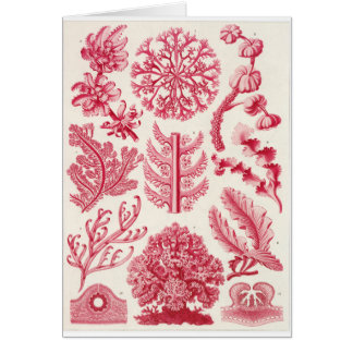 Ernst Haeckel Art Card: Florideae Cards