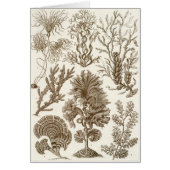 Ernst Haeckel Art Card: Fucoideae (Front)