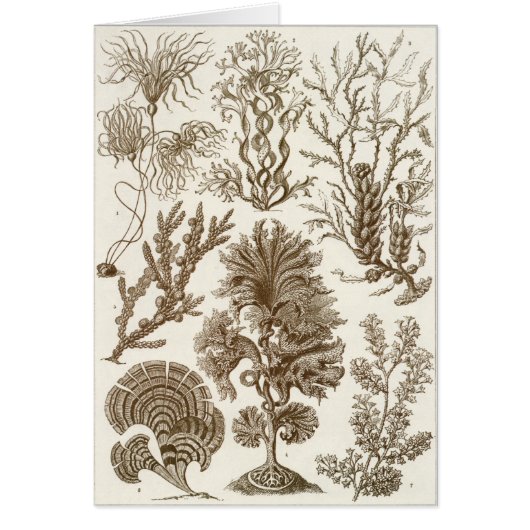 Ernst Haeckel Art Card: Fucoideae Cards (Front)