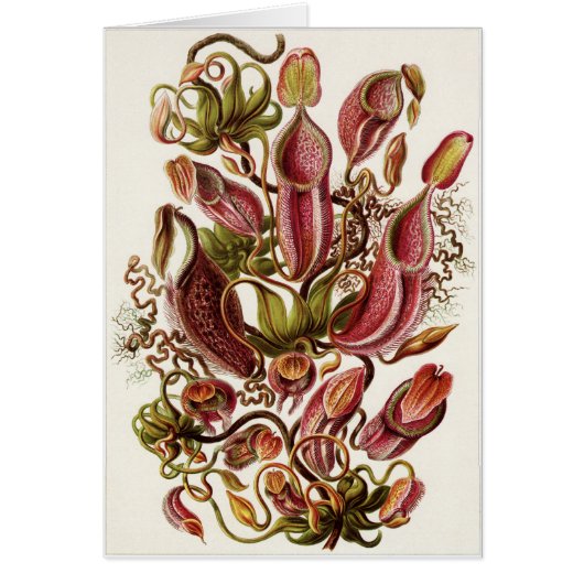 Ernst Haeckel Art Card: Nepenthaceae (Front)