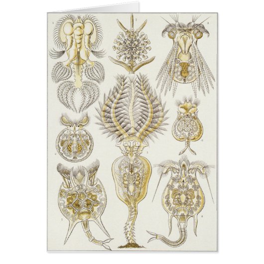 Ernst Haeckel Art Card: Rotatoria (Front)