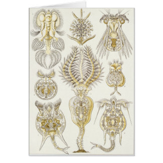 Ernst Haeckel Art Card: Rotatoria Cards