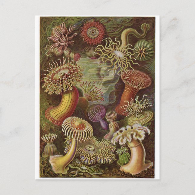 Ernst Haeckel Art Postcard: Actiniae Postcard (Front)