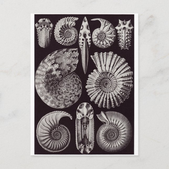Ernst Haeckel Art Postcard: Ammonitida Postcard (Front)