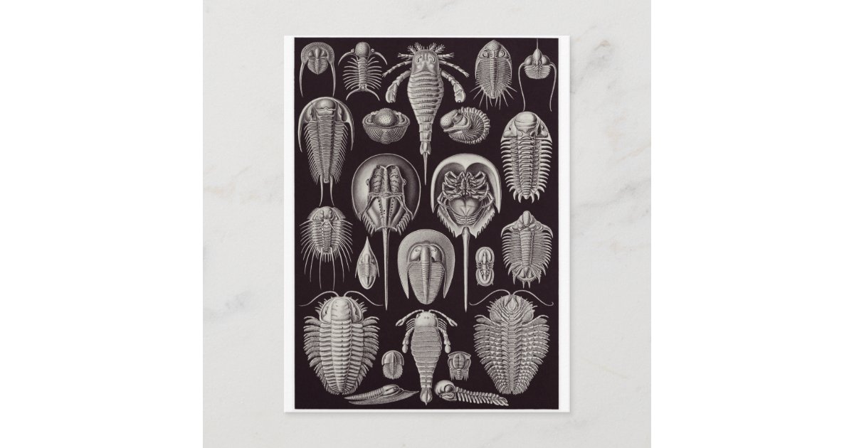 Ernst Haeckel Art Postcard: Aspidonia Postcard | Zazzle