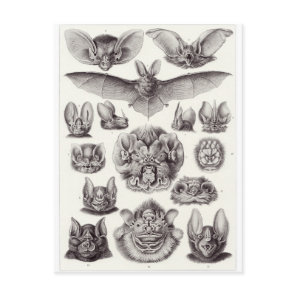 Ernst Haeckel Art Postcard: Chiroptera Postcard