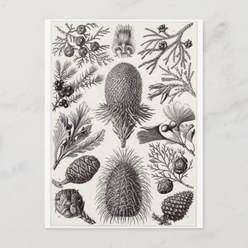 Ernst Haeckel Art Postcard Coniferae Postcard