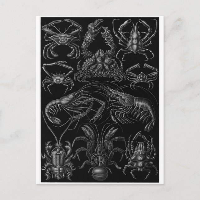 Ernst Haeckel Art Postcard: Decapoda Postcard (Front)