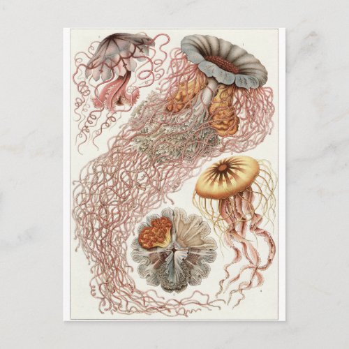 Ernst Haeckel Art Postcard Discomedusae Postcard