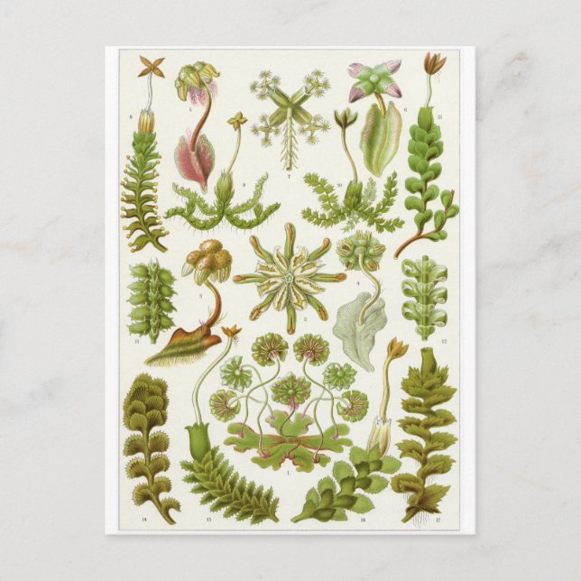 Ernst Haeckel Art Postcard: Hepaticae Postcard (Front)