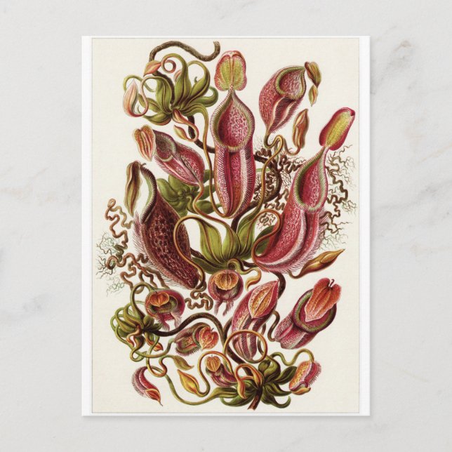 Ernst Haeckel Art Postcard: Nepenthaceae Postcard (Front)