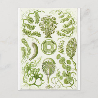 Ernst Haeckel Art Postcard: Siphoneae Postcard