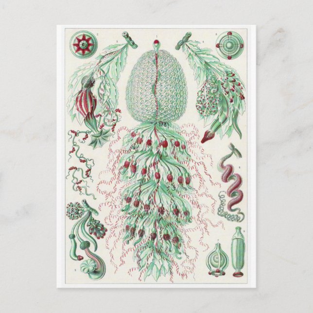 Ernst Haeckel Art Postcard: Siphonophorae Postcard (Front)