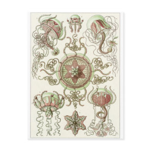 Ernst Haeckel Art Postcard: Trachomedusae Postcard
