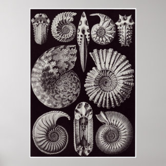 Ernst Haeckel Art Print: Ammonitida Poster