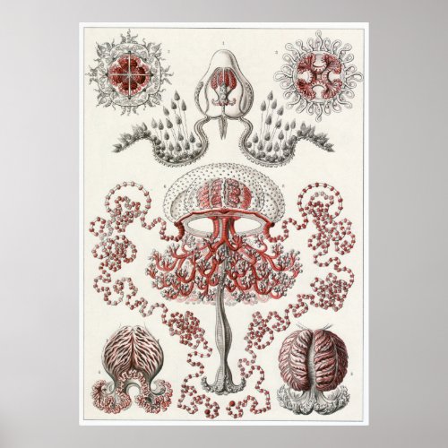 Ernst Haeckel Art Print Anthomedusae Poster