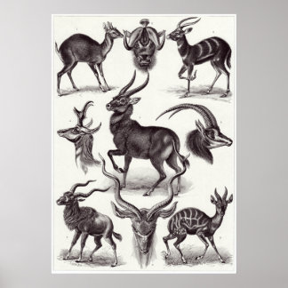 Ernst Haeckel Art Print: Antilopina Poster