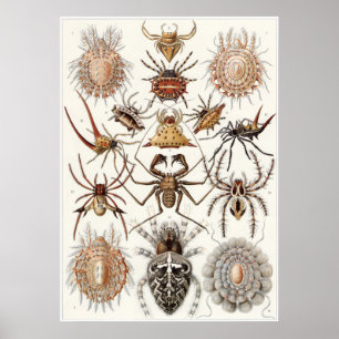 Ernst Haeckel Art Print: Arachnida Poster