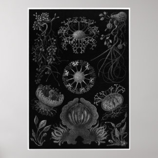 Ernst Haeckel Art Print: Ascomycetes Poster
