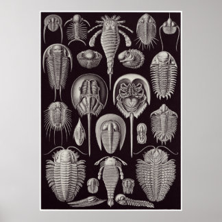 Ernst Haeckel Art Print: Aspidonia Poster