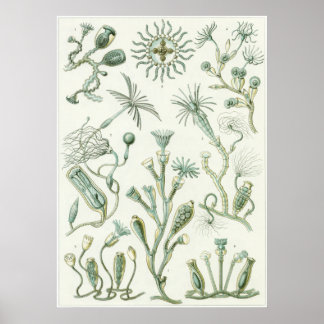 Ernst Haeckel Art Print: Campanariae Poster