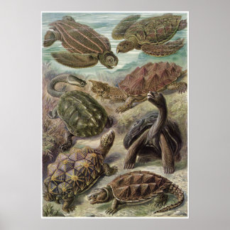 Ernst Haeckel Art Print: Chelonia Poster