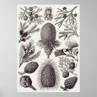 Ernst Haeckel Art Print: Coniferae Poster