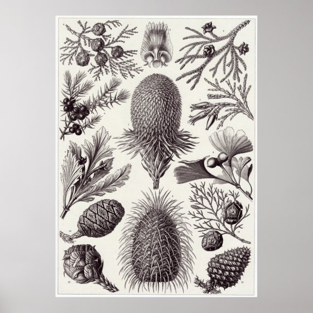 Ernst Haeckel Art Print: Coniferae Poster (Front)