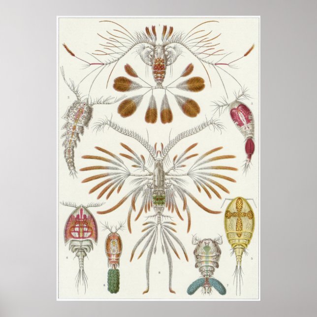 Ernst Haeckel Art Print: Copepoda Poster (Front)