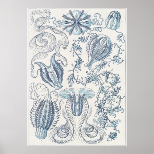Ernst Haeckel Art Print Ctenophorae Poster